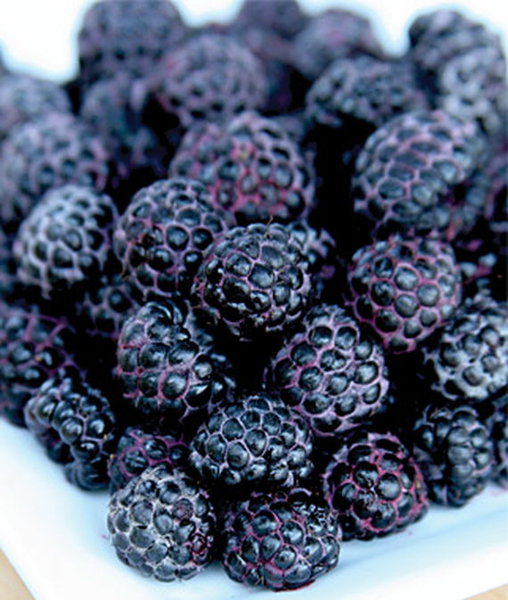 Raspberry, Jewel PP